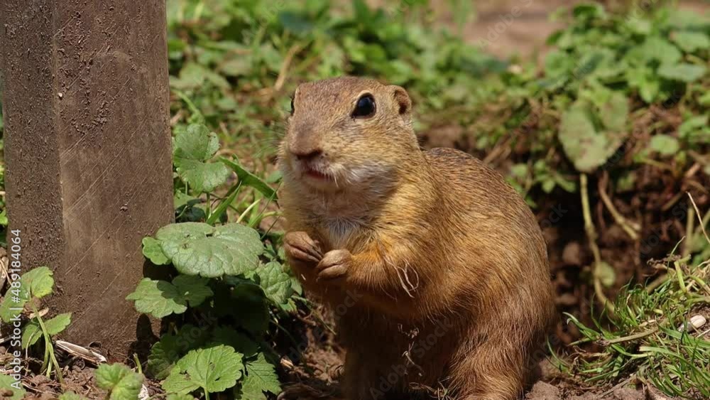 Close up Portrait of cute Squirrel eating snack with paws in nature during golden sunlight - slow motion footage Close up Portrait of cute Squirrel eating snack with paws in nature during golden sunlight - slow motion footage