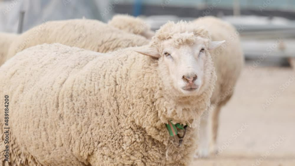 Merino Sheep Herd In an Outdoor Barn - close-up, staring at the camera in confusion Merino Sheep Herd In an Outdoor Barn - close-up, staring at the camera in confusion