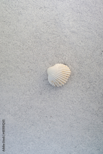 White sea shell in snow