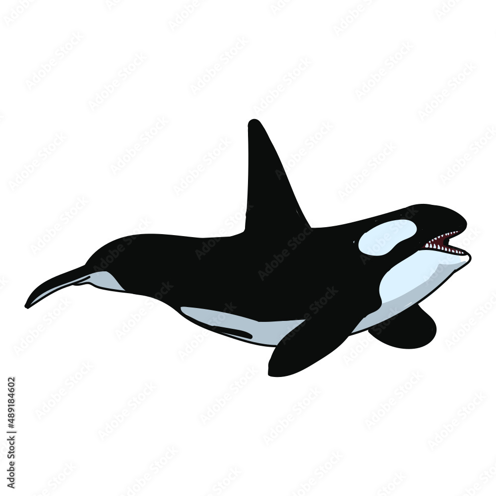 Hand drawn whale cartoon character illustration Animal. Hand drawn whale cartoon character illustration Animal.