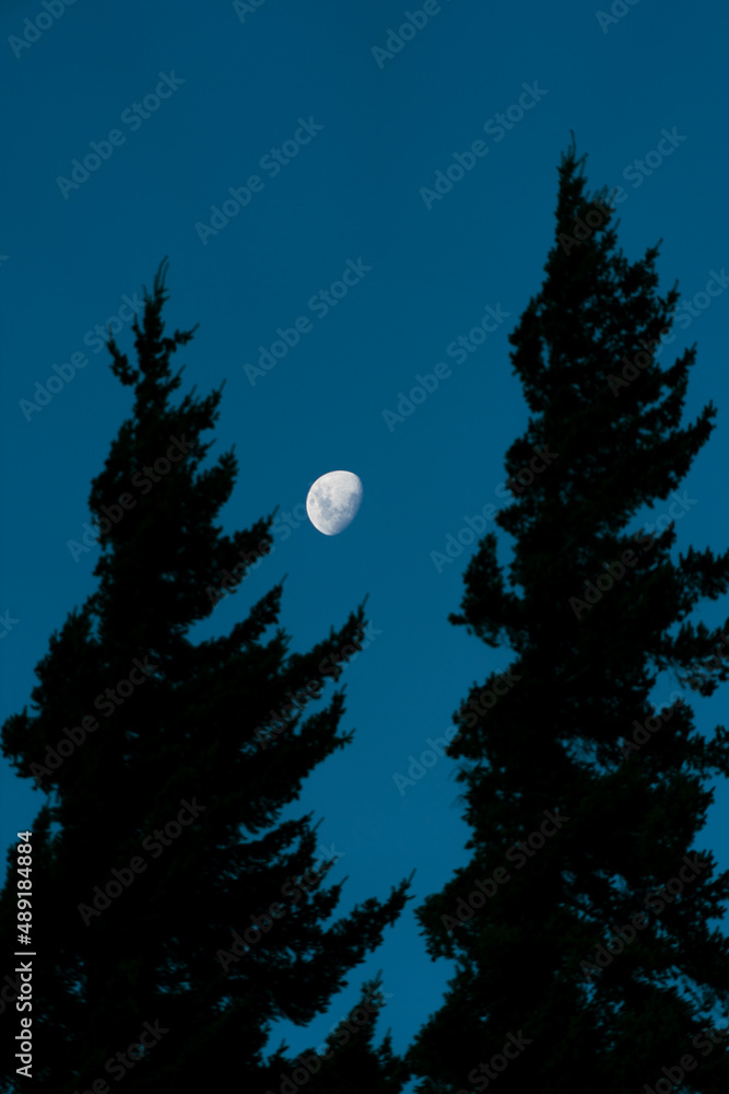 Naklejka premium moon and trees