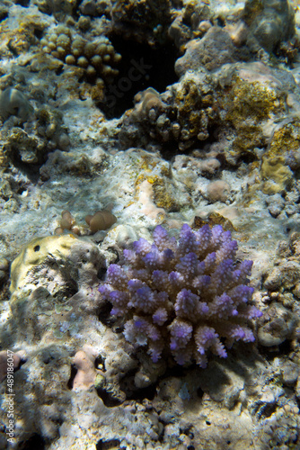 View of colorful corals