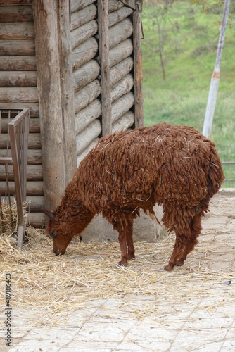 Brown Llama standing near cottage and feeding.