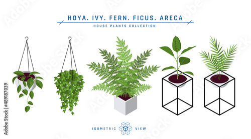 Isometric pot plants icons in flat style, vector