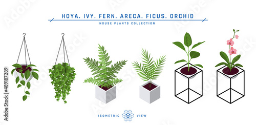 Isometric pot plants icons in flat style, vector