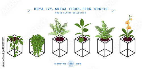 Isometric pot plants icons in flat style, vector