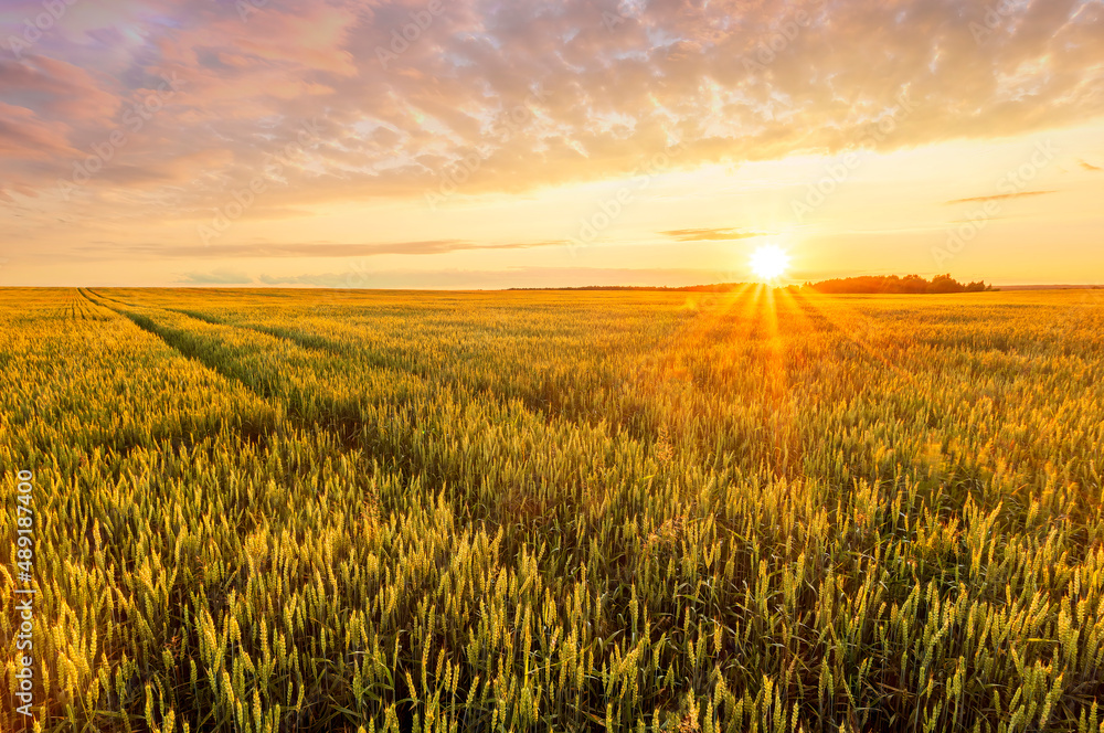 Scenic view at beautiful sunset in a wheaten shiny field with golden wheat and sun rays, deep cloudy sky on a background , forest and country road, summer valley landscape