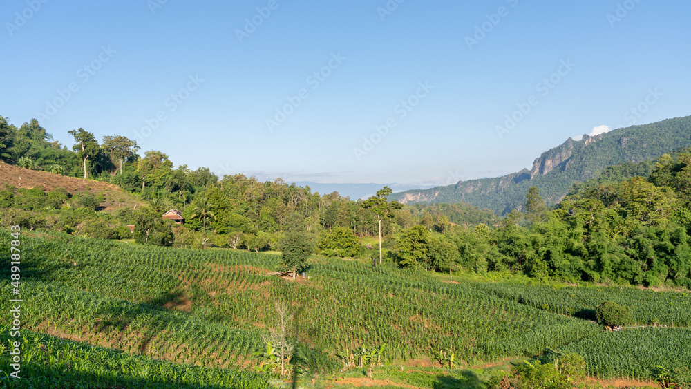 Rural mountain landscape on a sunny blue sky morning with corn field and forest in beautiful agricultural valley, Chiang Dao, Chiang Mai, Thailand