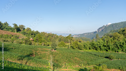 Rural mountain landscape on a sunny blue sky morning with corn field and forest in beautiful agricultural valley  Chiang Dao  Chiang Mai  Thailand