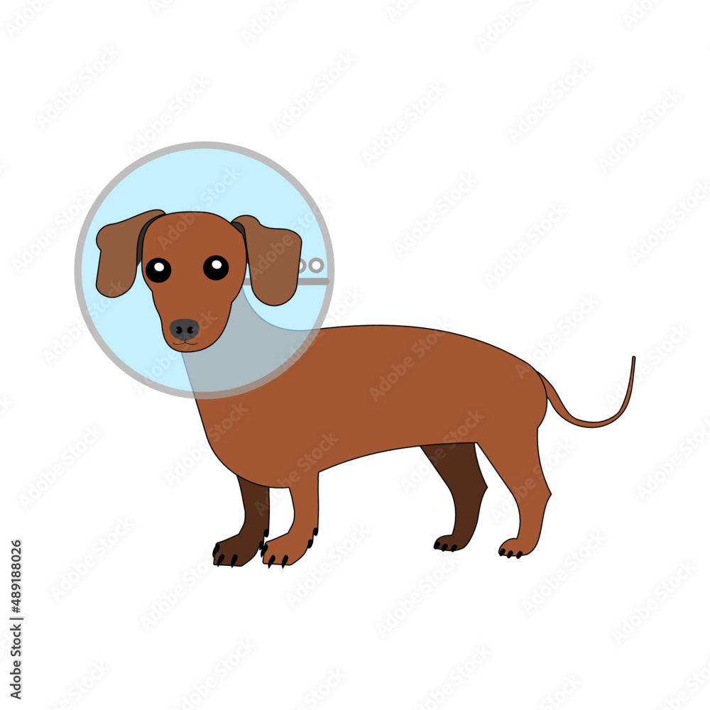 Fototapeta premium Dachshund dogs with Elizabethan collar 