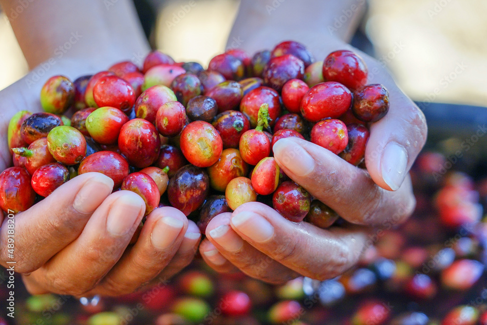 raw seed red berries coffee beans. raw seed red berries coffee beans.