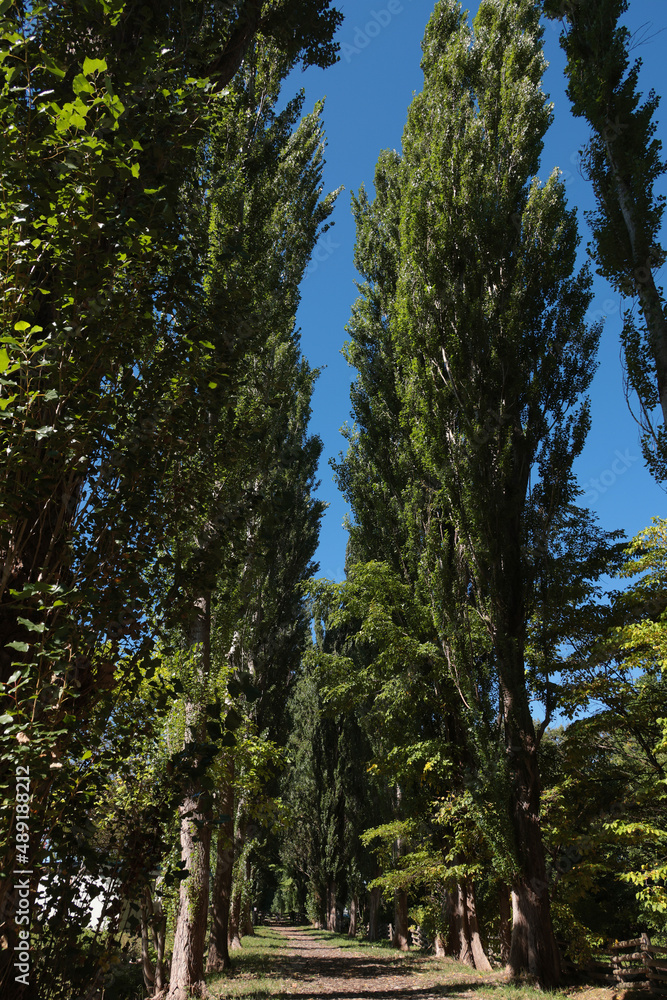 北海道大学ポプラ並木