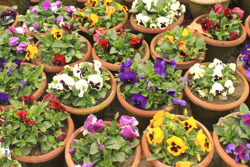 Fototapeta Colorful flowers in pots in Lodi gardens in New Delhi, India
