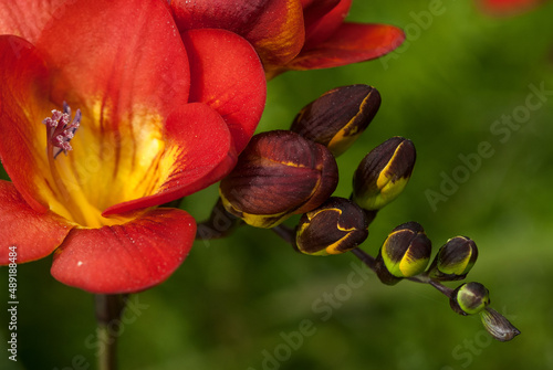 red freesia