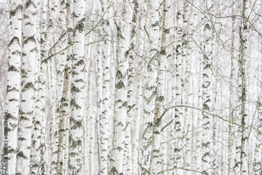 Obraz premium Forest of birch trees in a row