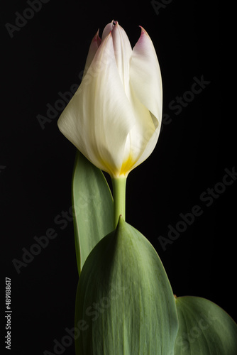 white tulip
