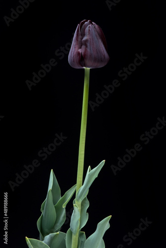 Queen of the night tulip