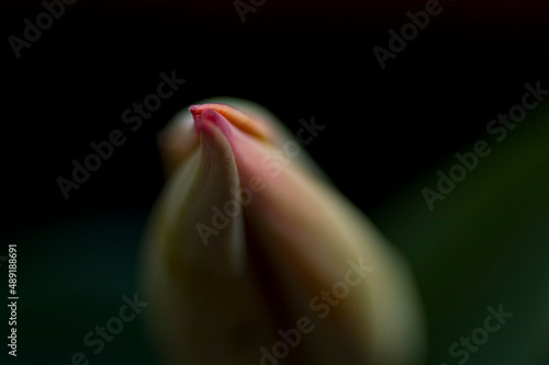 pink tulip