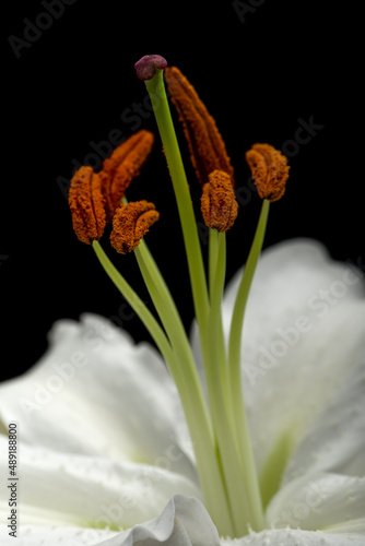 lilium
