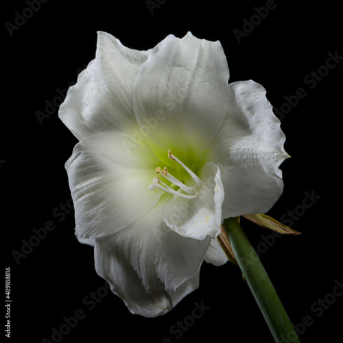 white Amaryllis