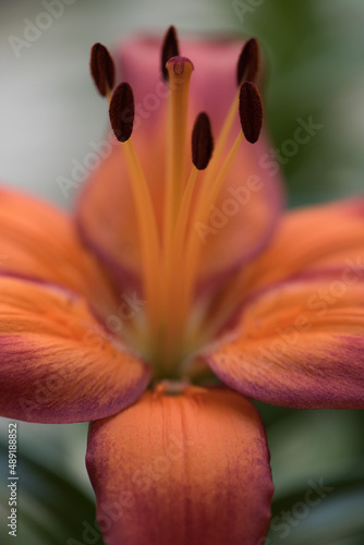 lilium