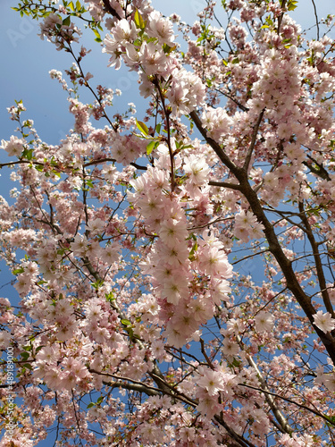 Ciliegio fiorito in primavera