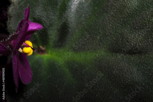saintpaulia flower and leaf