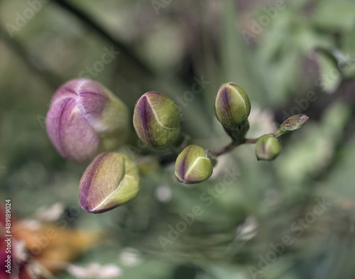 white freesia blossoms