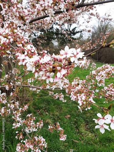 Ciliegio fiorito in primavera