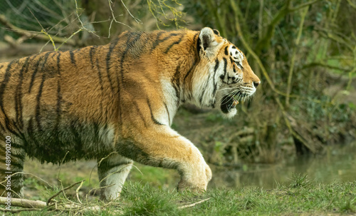 Male Siberian tiger or Amur tiger walking through its enclosure. Beautiful big cat action shot.