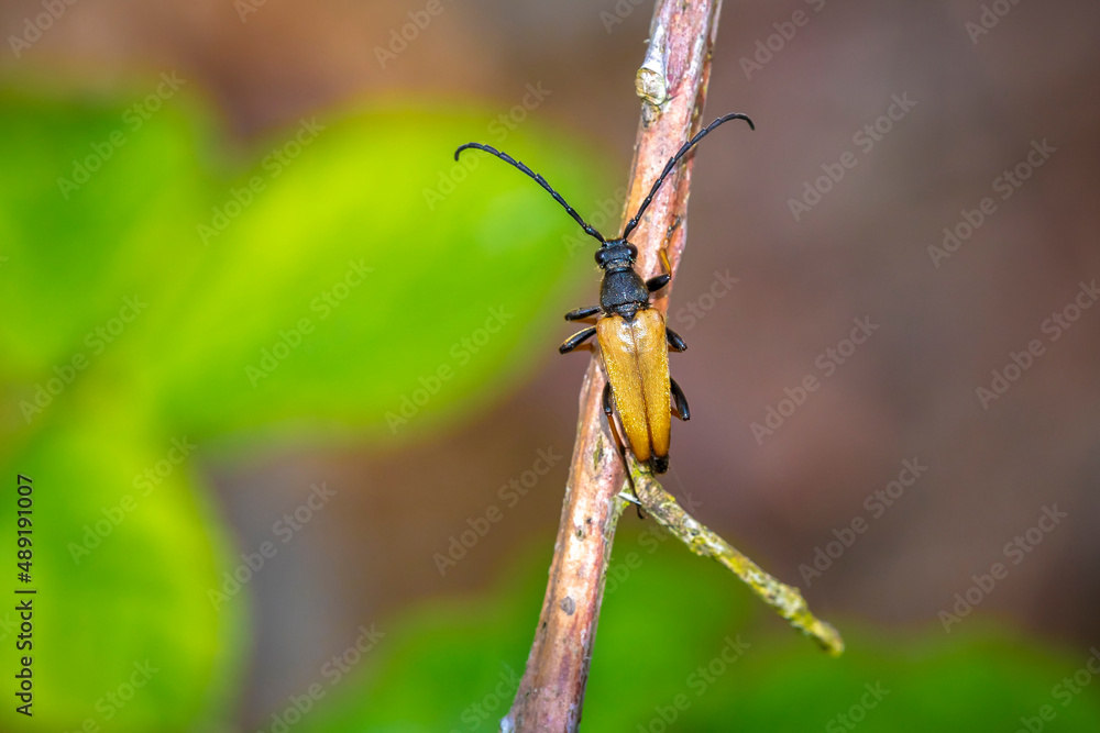 Fototapeta premium Red-brown Longhorn Beetle, Stictoleptura rubra, crawling