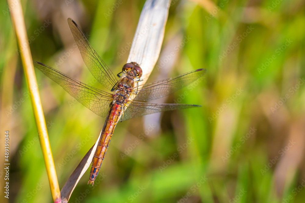 Vagrant darter male Sympetrum vulgatum Vagrant darter male Sympetrum vulgatum