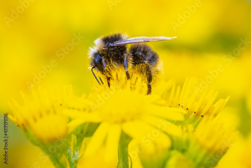 Closeup of a red-tailed bumblebee, Bombus lapidarius, feeding photo