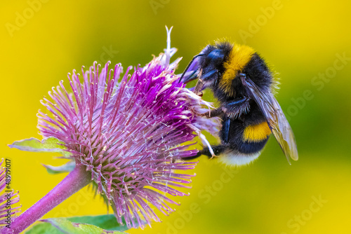 Billede på lærred Bombus terrestris, the buff-tailed bumblebee or large earth bumblebee, feeding n