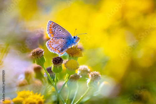 Common Blue butterfly, Polyommatus icarus, pollinating closeup © Sander Meertins