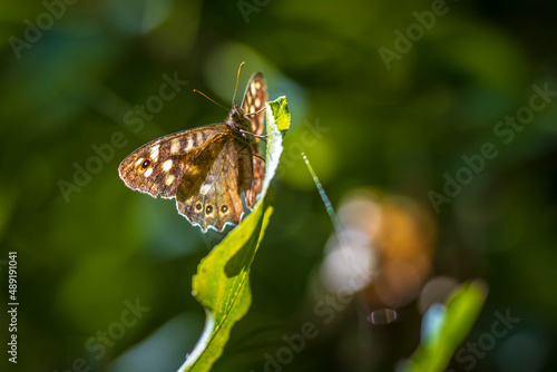 Speckled wood butterfly Pararge aegeria side view © Sander Meertins