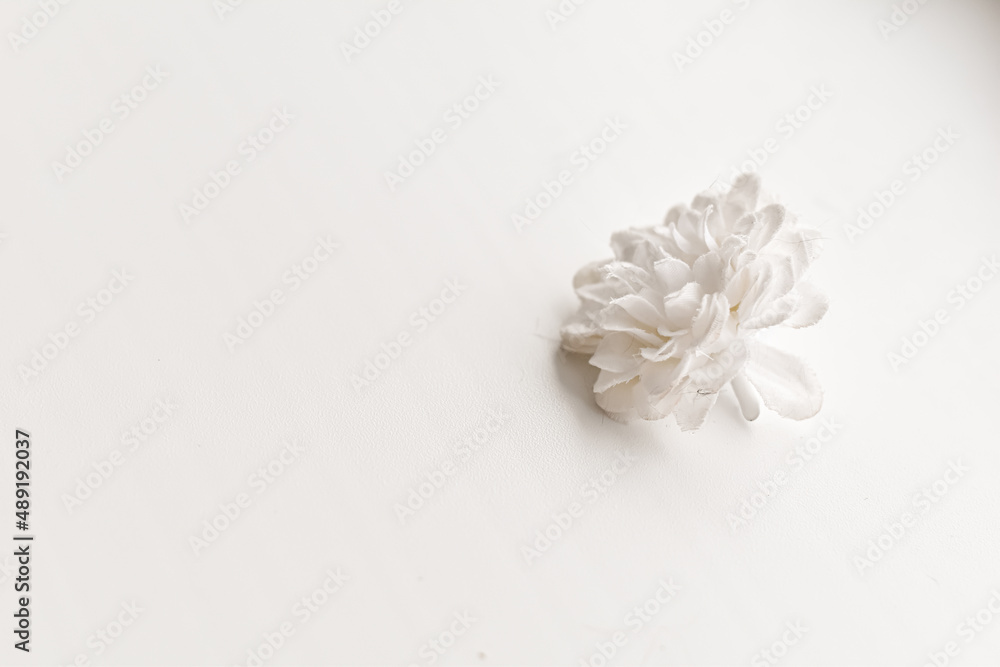 white rose petals white rose petals
