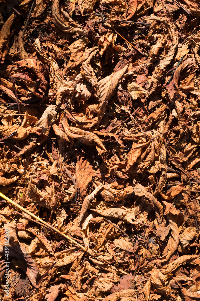 Chestnut leaves and shells in the grass, top view. Chestnut leaves and shells in the grass, top view.