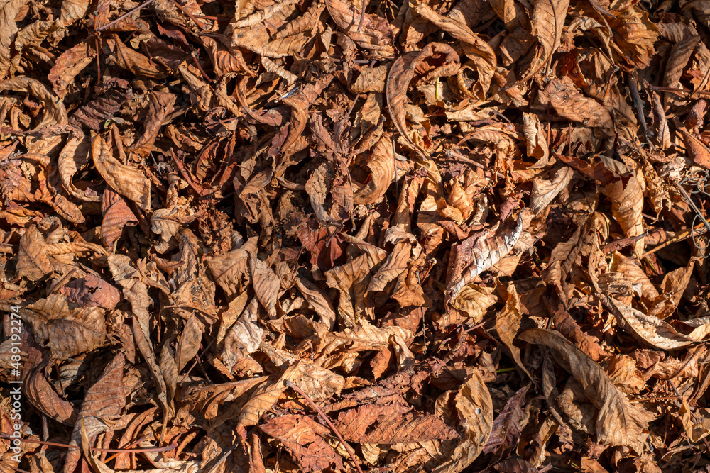 Chestnut leaves and shells in the grass, top view. Chestnut leaves and shells in the grass, top view.