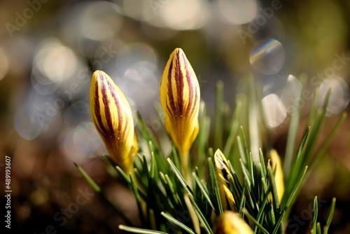 Crocus chrysanthus 'gipsy girl', snow crocus variety gipsy girl, flower buds in early spring garden, flower crocus closeup with bokeh lights.