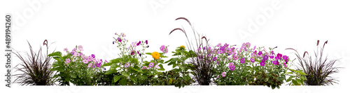 Fotografia Flowerbed with different blooming plants and flowers isolated on white backgroun