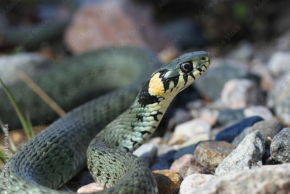 Fototapeta premium Grass snake, Natrix natrix