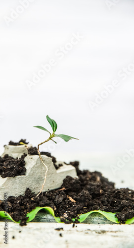 soil and small sprout isolated over white wooden background, gardeing or farming concept, eco, new life or season