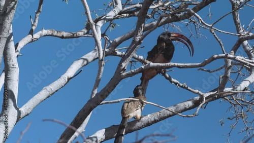 two Damara red-billed hornbills on a leafless tree with blue sky in background, medium shot photo