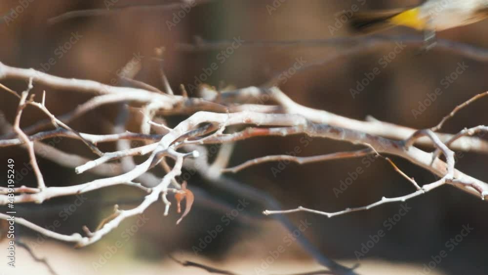 African red-eyed bulbul crouched to a leafless branch takes off, slow motion shot African red-eyed bulbul crouched to a leafless branch takes off, slow motion shot
