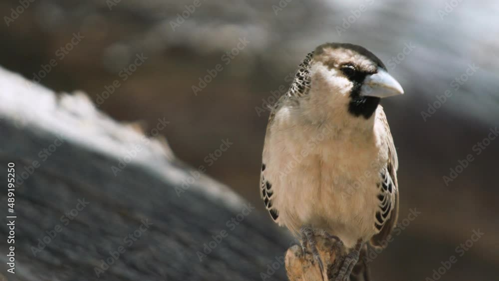 Portrait of sociable weaver crouched to a branch, closeup Portrait of sociable weaver crouched to a branch, closeup