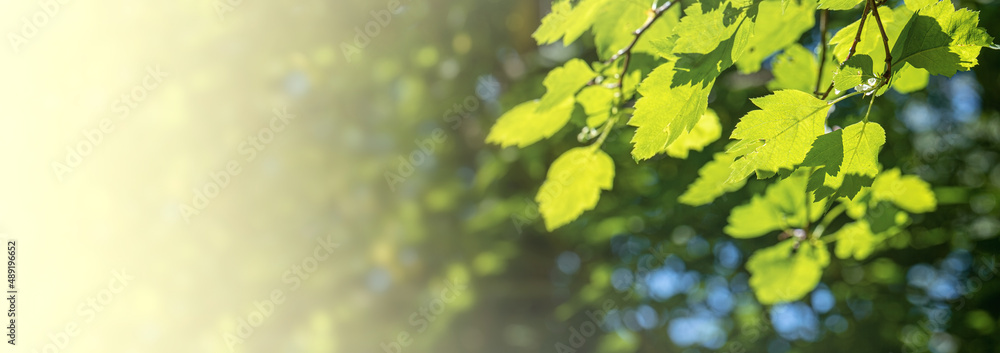 Green leaves on sunny spring day on blur gradient foliage backdrop. Banner. Copy space. Soft focus. Green leaves on sunny spring day on blur gradient foliage backdrop. Banner. Copy space. Soft focus.