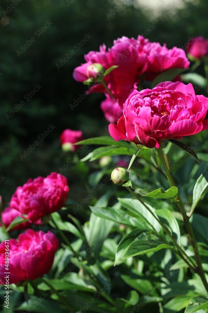custom made wallpaper toronto digitalbeautiful pink peonias in the cottage garden