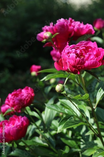 Wallpaper Mural beautiful pink peonias in the cottage garden Torontodigital.ca