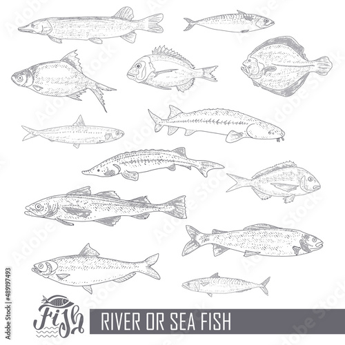 A set of river and sea fishing. Collection of fish in engraving style, isolated on a white background